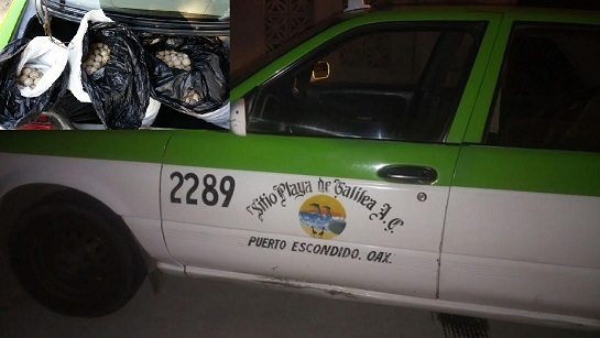 Taxista de Puerto Escondido detenido con huevos de tortuga