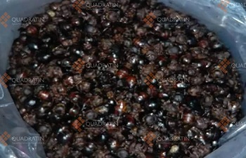 Venden hasta en mil pesos el kilo de chicatanas en la Costa de Oaxaca