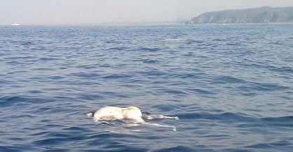 Se localizó cuerpo en alta mar