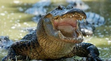 Ataca cocodrilo a una persona en la boquilla Chicometepec