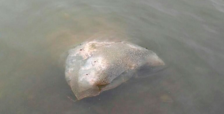 Encuentran 2 costales con restos humanos en presa de Oaxaca