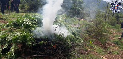 Fuerzas estatales de seguridad colaboran en destrucción de plantaciones de marihuana en los valles centrales: SSPO