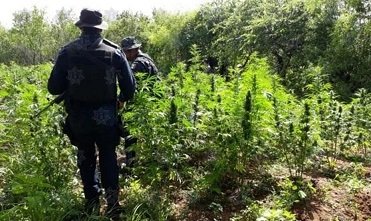 Tras operativo detectan dos platios de marihuana en Ejutla