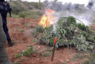 Fuerzas estatales destruyen plantío de marihuana durante un operativo coordinado