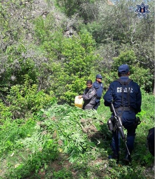 Continúan acciones para el combate a los delitos contra la salud: SSPO