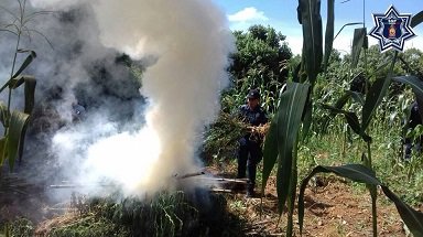 Policia Estatar coloabora en la destrucción de marihuana en Ejutla