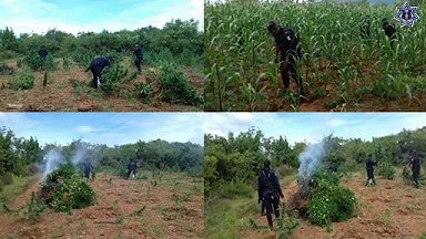 Colobora policía estatal en destrucción de plantio de Marihuana