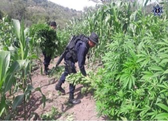 Destruyen 2 mil mts2 de Marihuana