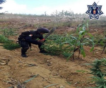 La policía estatal destruye plantaciones de Marihuana en Coatecas Altas