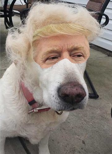 Corea del Norte ve en las amenazas de Trump sonidos de “un perro que ladra