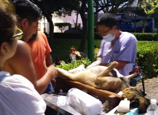 Realizan con éxito primera Campaña de Esterilización y Castración de Mascotas 2018