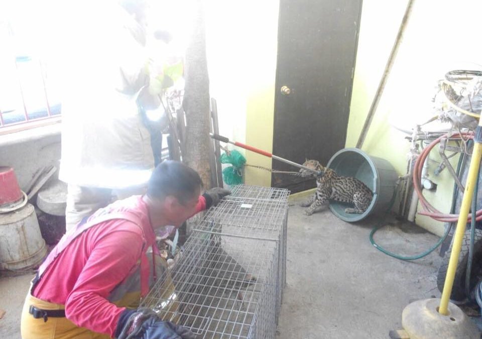 Bomberos rescatan tigrillo en domicilio de Huatulco