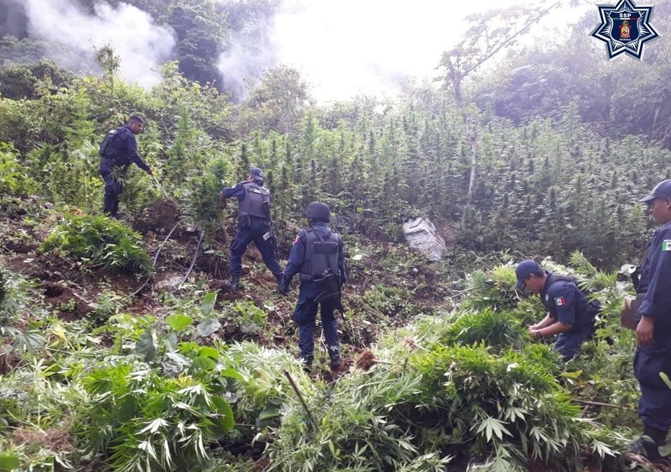 Participa Policía Estatal en destrucción de tres plantíos de marihuana en Candelaria Loxicha