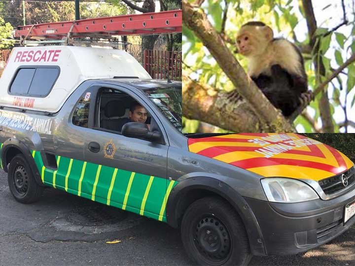 Por segundo día buscan a mono capuchino en zona de Chapultepec