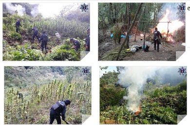 Encuentran 3 platíos de Marihuana en Candelaria Loxicha