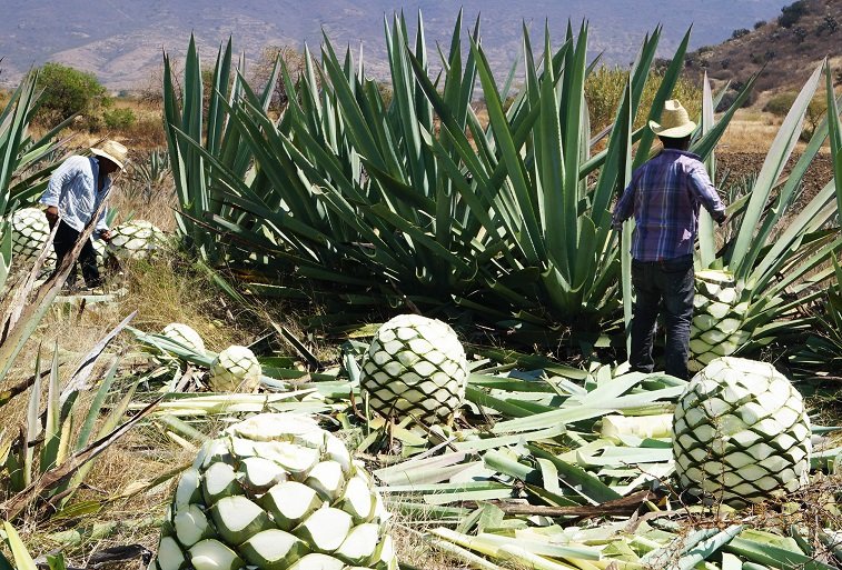 Los adulteradores no pasarán, afirma el sector mezcalero asociado al Consejo Regulador del Mezcal