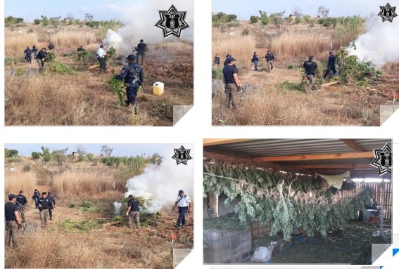 Localizan Policía Estatal y PGR plantío de marihuana
