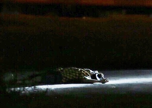 Abandonan cuerpo atado y a,amordazado en ciudad Juárez