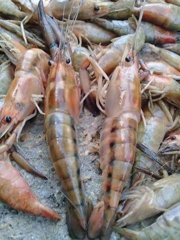 Denuncian posible envenenamiento del agua en el Río San Antonio de las Pozas