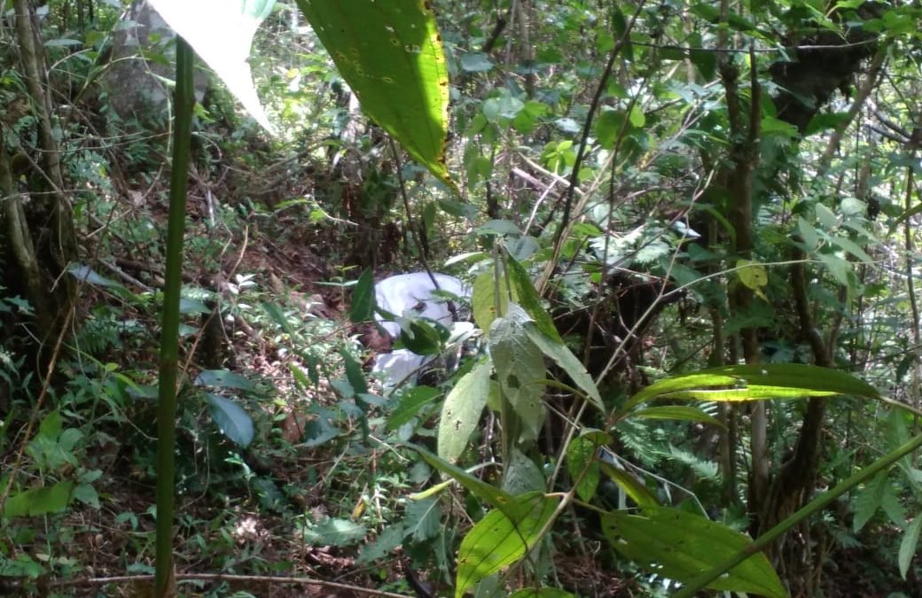 Tras operativo, localizan cuerpo de persona extraviada en la zona Mazateca