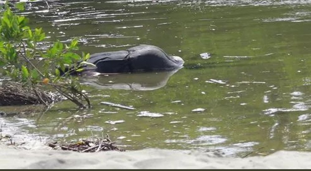 Identifican Cuerpo De Mujer Encontrado En La Laguna De Regadillo Puerto Escondido