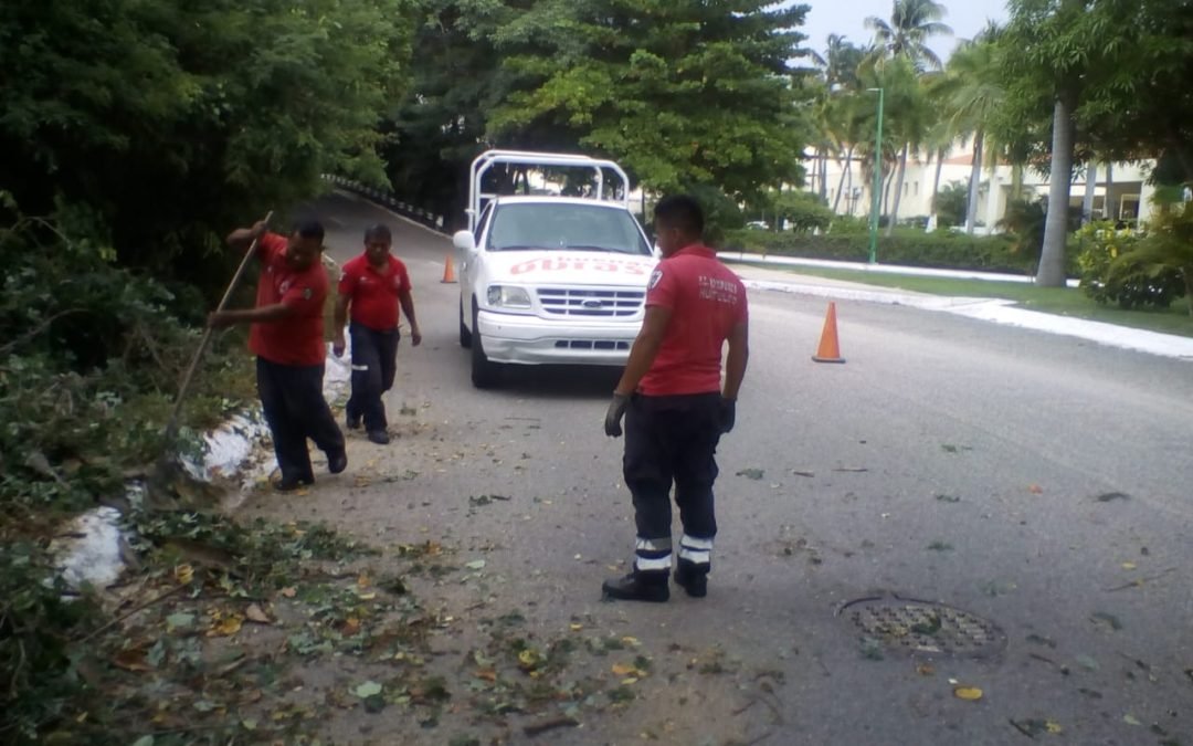 Cae árbol por el causa del viento en Huatulco