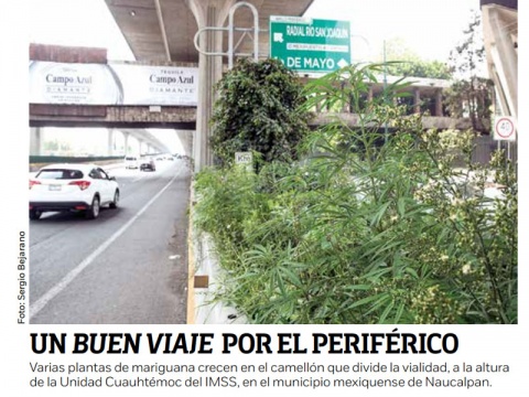 Desquician el tráfico en Periférico por ir a ver plantas de mariguana