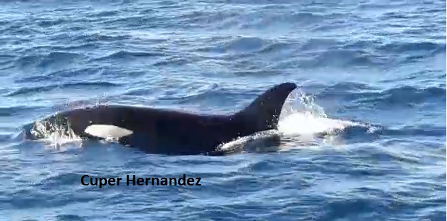Inicia allegar ballenas a la costa de Oaxaca