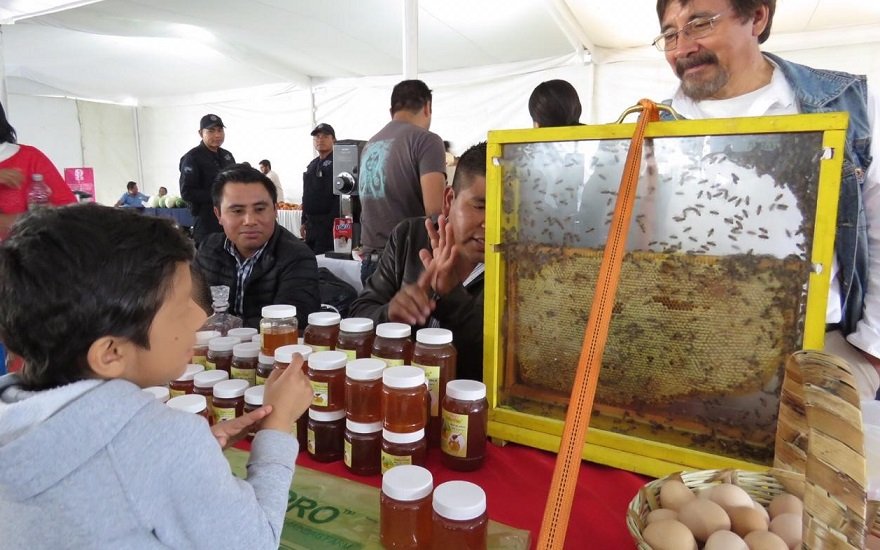 Ocupa Oaxaca 5º lugar nacional en producción de miel