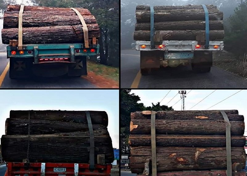 SOBREEXPLOTADA LA SIERRA SUR DE OAXACA