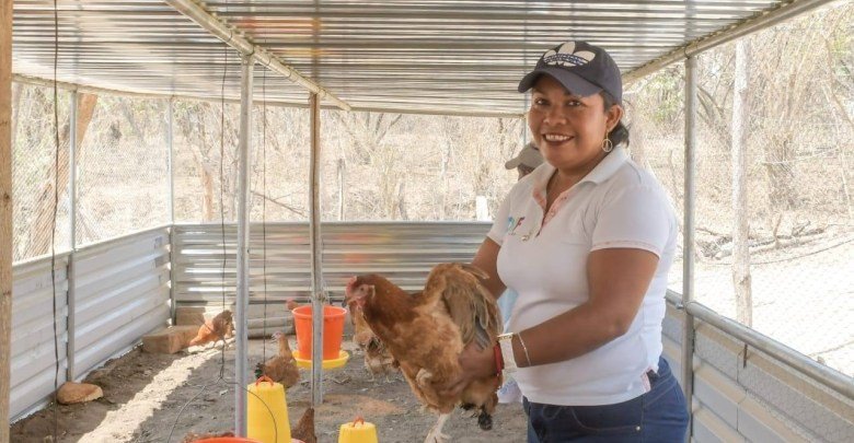 DIF Municipal de Huatulco entrega gallinas ponedoras