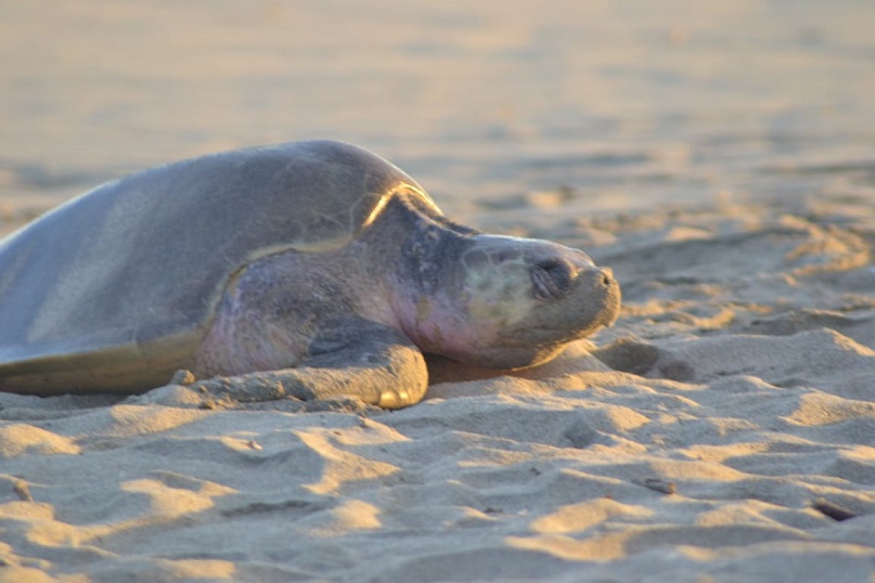 Atiende la tercera arribada de tortuga golfina en la costa de Oaxaca