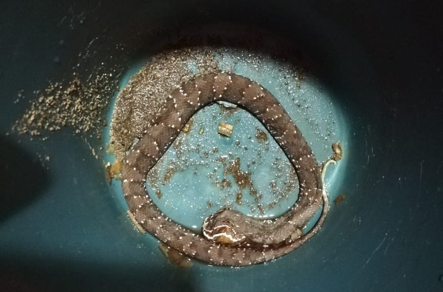 Se incrementan mordeduras de víboras en un 53%: SSO