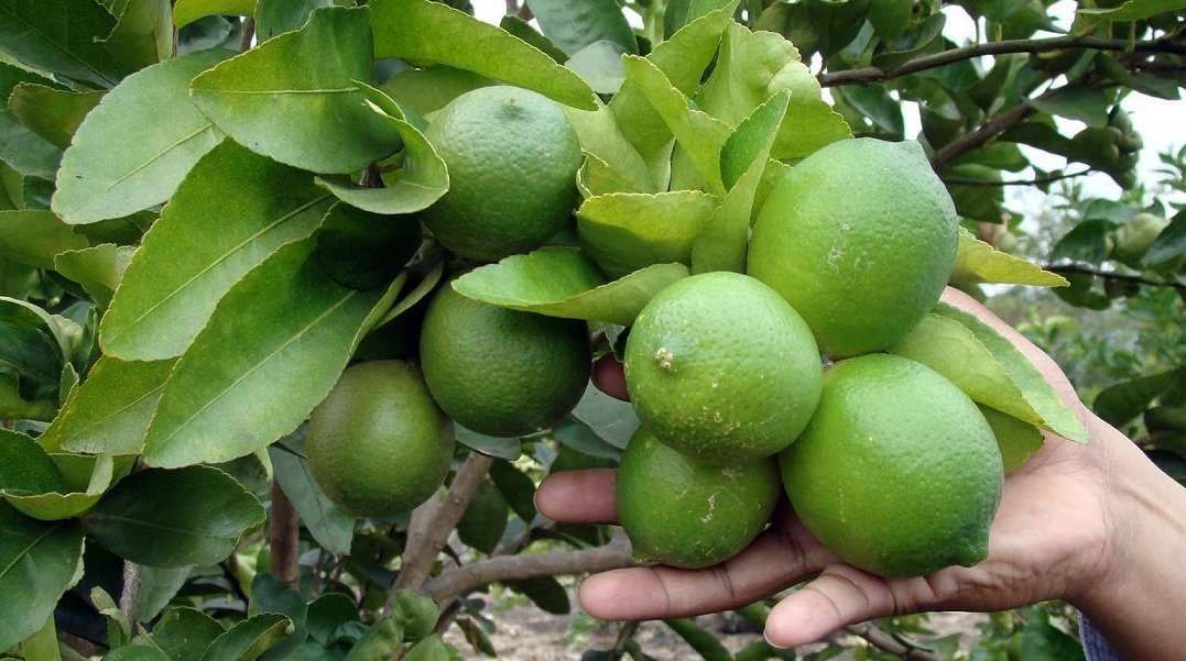 Oaxaca, 3er lugar nacional en producción agrícola