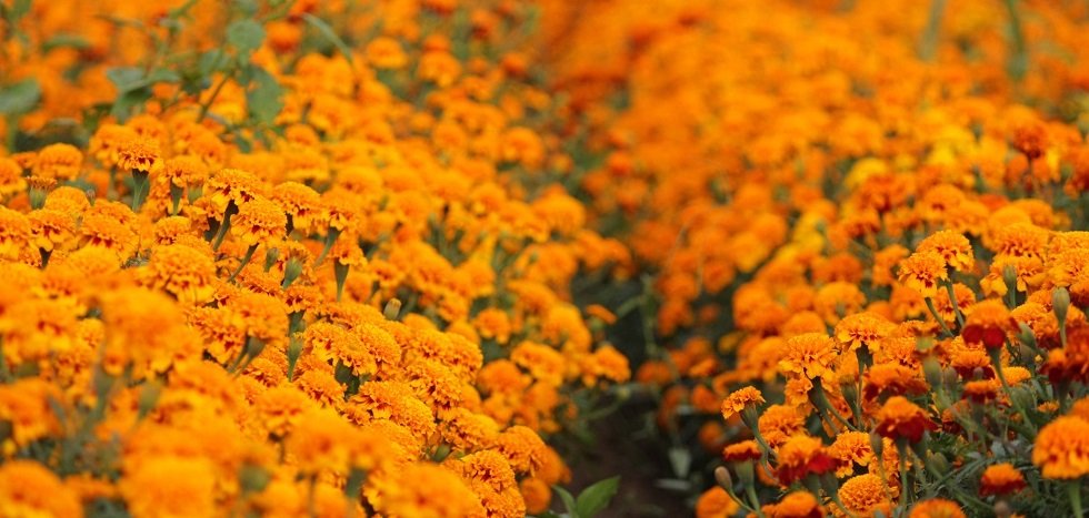 Oaxaca entre los 10 estados de mayor producción de cempasúchil