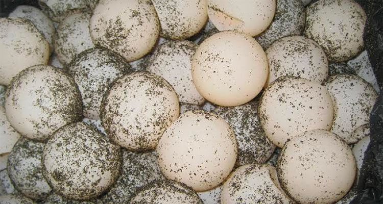 Sentenciado por transportar huevos de tortuga