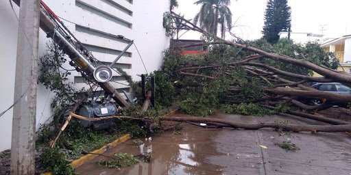 Lluvia con viento provoca caída de árboles