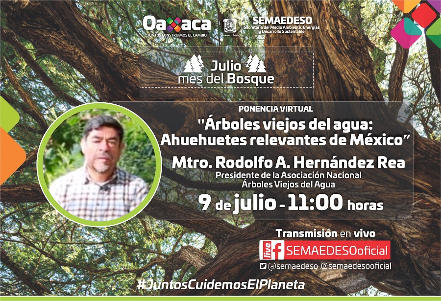 Presenta la Semaedeso conferencia sobre el Ahuehuete, árbol Nacional de México