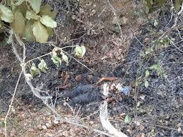 Fiscalía General efectúa diligente y exhaustiva investigación por feminicidio de adolescente y homicidio de bebé, cometido en Ejutla de Crespo