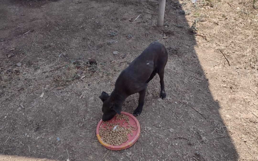 Fiscalía inicia investigación por el delito de crueldad animal y rescata a canino; hecho cometido en Valles Centrales