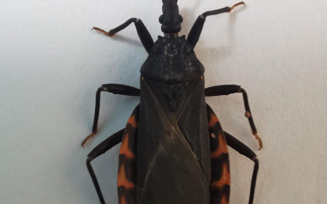 Limpieza en hogares primordial para un Oaxaca sin Chagas: SSO