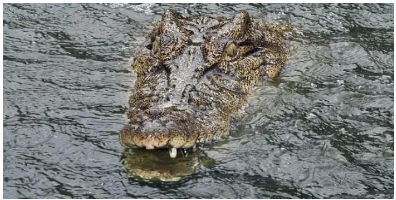 Cocodrilo arrastra el cuerpo de un pescador en un río