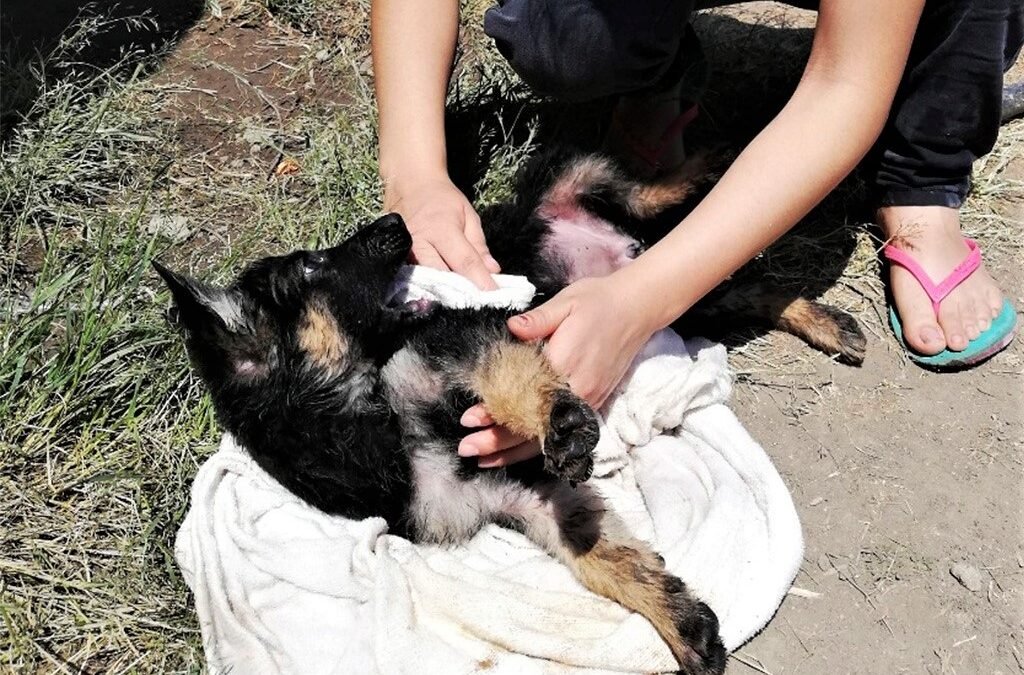 Cuidado de los animales, fundamental para prevenir zoonosis