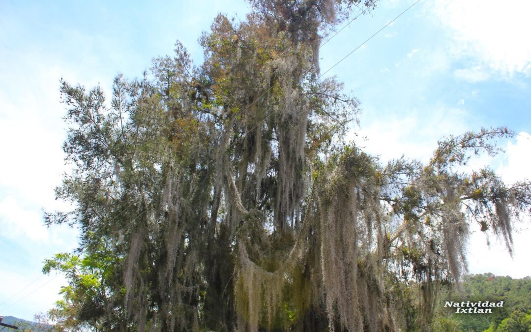 Natividad Ixtlán y el talentoso oaxaqueño apasionado en la electricidad Daniel Vega López.