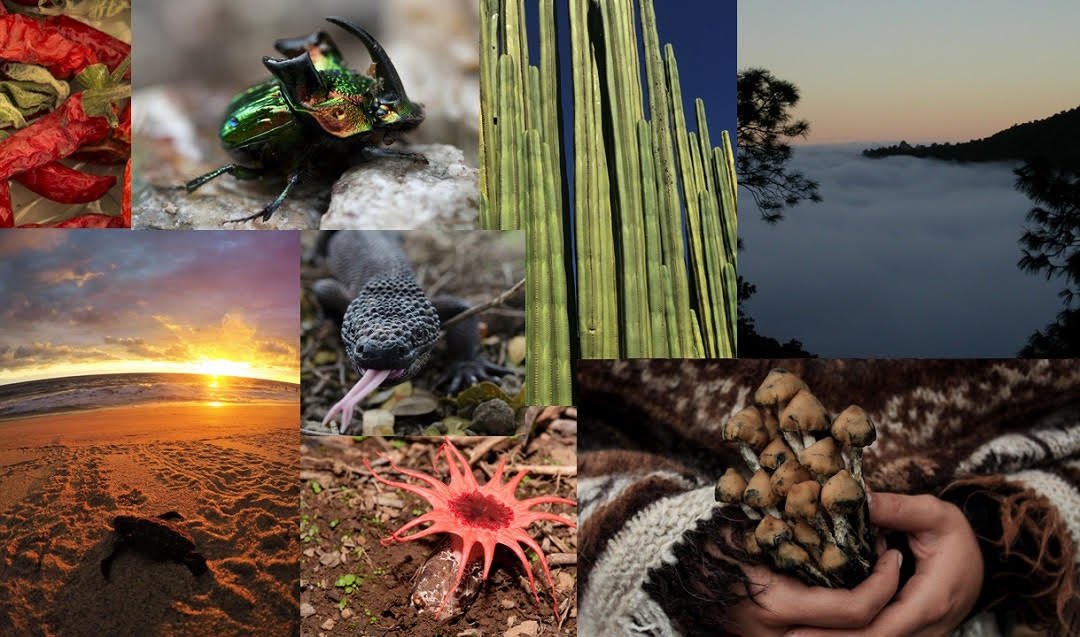 OAXACA PRESENTA ESTUDIO DE ESTADO SOBRE LA BIODIVERSIDAD ALOJADA EN SU TERRITORIO