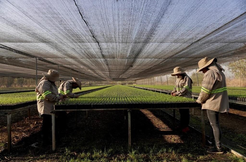 Transforma Sefader el sector forestal en Oaxaca