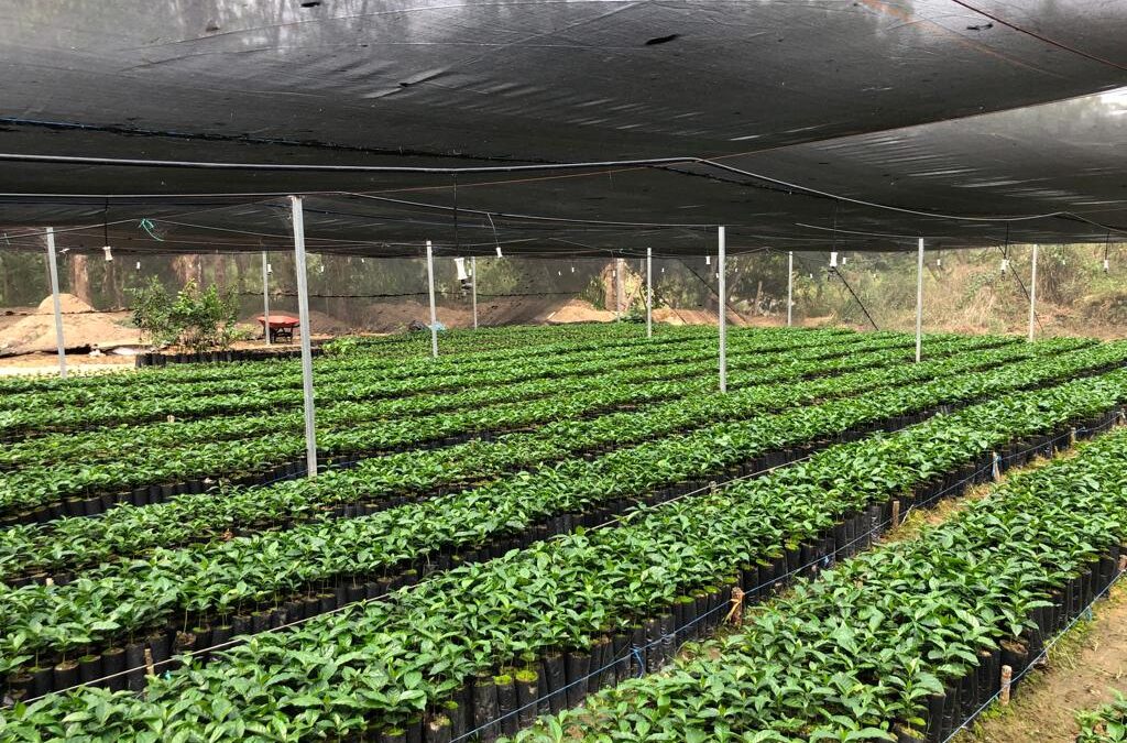 Lanza Coesfo convocatoria para reforestar hasta 200 mil hectáreas  en todo el estado