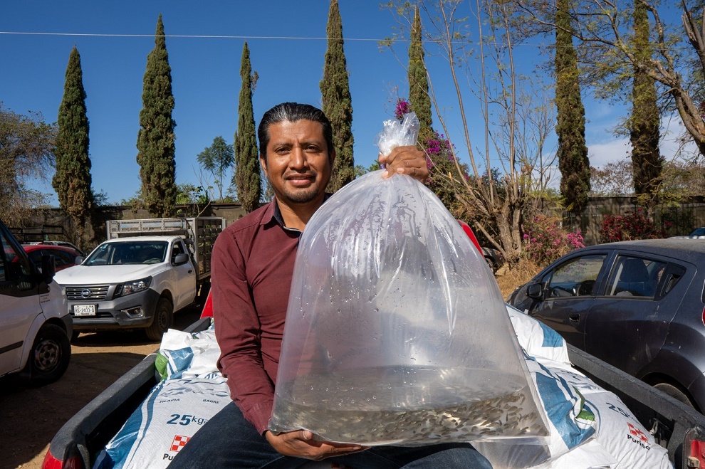 Entrega Sefader crías de peces a personas productoras  de Valles Centrales y Sierra Sur