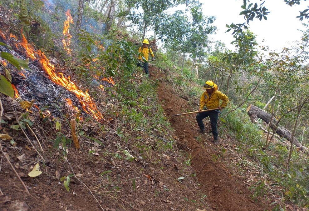 Liquidados cuatro incendios forestales en la Sierra de Juárez y Mixteca