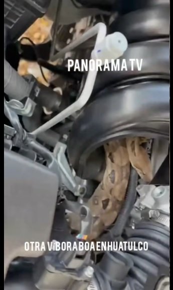 Una víbora quería manejar un vehículo en Huatulco